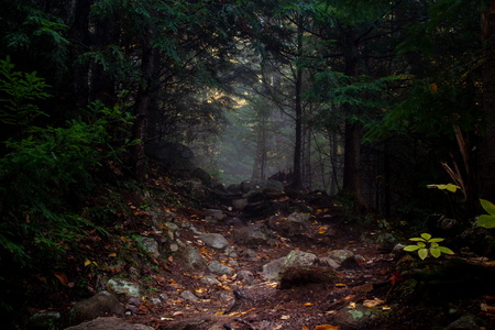 A Walk in the Woods