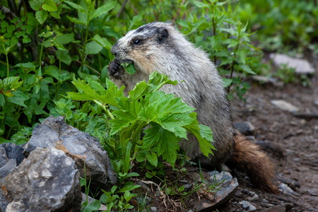 Breakfast on the Trail