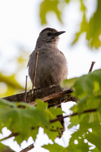 Gray Catbird