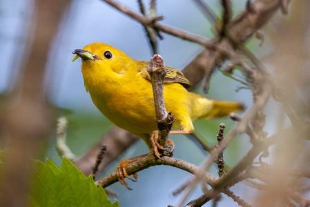 Young Yellow Warbler