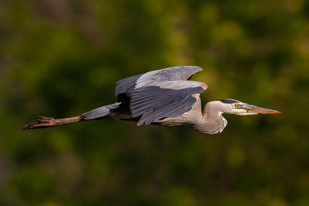 Heron in Flight