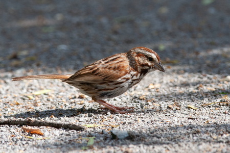 Sparrow