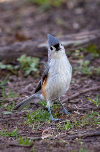 Tufted Titmouse 'Tude