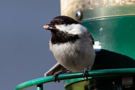 Chickadee