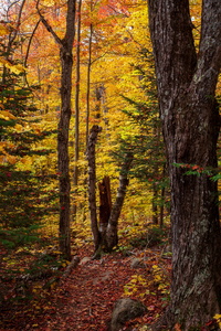 On The Trail to Hurricane Mountain