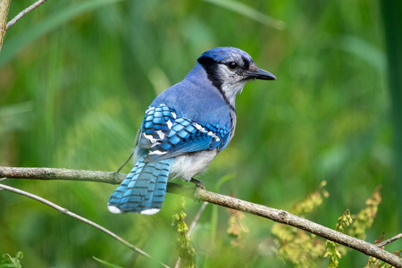 Blue Jay